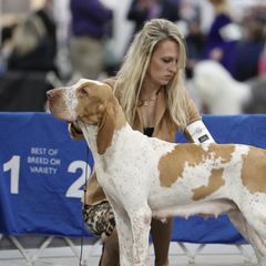 Dora - Bracco Italiano