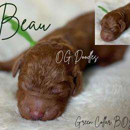 Beau - Red  male Goldendoodle puppy in Cleveland, Georgia from The O.G. Doodles