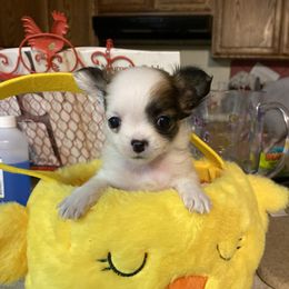 Gema - Black and white female Chihuahua puppy in Red Bluff, California from Aye Chihuahua