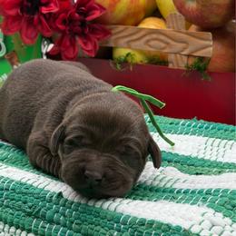 Green - Chocolate male Labrador Retriever puppy in Heath Springs, South Carolina from Rich Hill Retrievers
