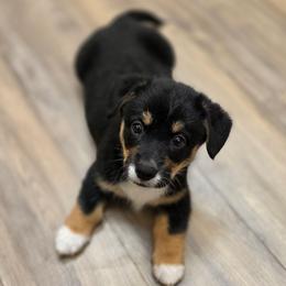 RHT Girl - Black and tan female Pembroke Welsh Corgi puppy in Middleburg, Florida from Mulkeys Little Corgis