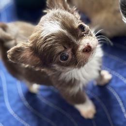 Chihuahua Puppies from Cloud9 Chihuahuas