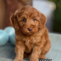 Winter - Caramel red male Australian Labradoodle puppy in Anderson, California from Shaggy Doodles