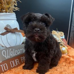 Beau - Liver male Miniature Schnauzer puppy in Grayson, Kentucky from Seventh Heaven Schnauzers