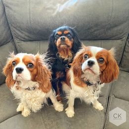 Cavalier King Charles Spaniel Puppies from Chris & Katie Cavaliers