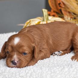 Blain - Red male Cavapoo puppy in Gap, Pennsylvania from Country View Puppies ( License 18816)