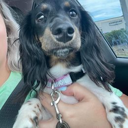 Tinkerbell - Dachshund