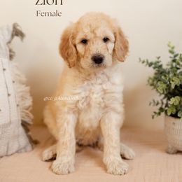 Zion - Cream female Goldendoodle puppy in Lusby, Maryland from C&C Goldendoodles