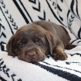 Pancake - Chocolate male Labrador Retriever puppy in Camden, Indiana from Camden's Caring Canines