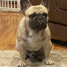 Cash - French Bulldog