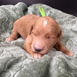Thor (Green Collar) - Apricot male Goldendoodle puppy in Millersburg, Ohio from Millersburg Paws, LLC.