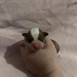 Girl 3 - Fawn female Pembroke Welsh Corgi puppy in Brazoria, Texas from Diamond Bar H