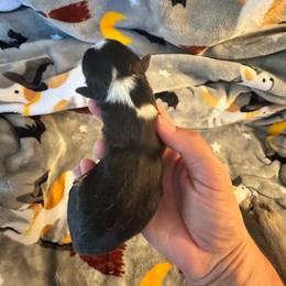 Girl 3 - Black and tan female Pembroke Welsh Corgi puppy in Clarksville, Tennessee from Cooler Farms Corgis