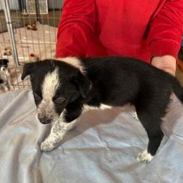 Border Collie puppies from Flat Rock Dogs