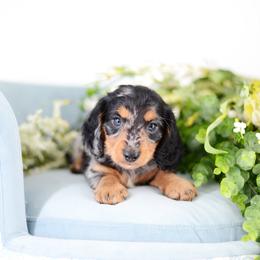 Peter - Black and tan male Dachshund puppy in Neosho, Missouri from Tinker Toy Doxies