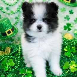Leo - Black and tan parti male Pomeranian puppy in New Oxford, Pennsylvania from J&T French Bulldog & Pomeranian Palacio