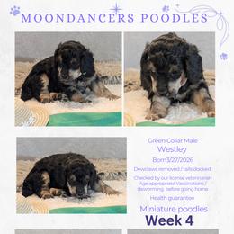 Green Collar Male Miniature Poodle Westley - Phantom male Poodle puppy in Lillian, Alabama from Moondancers Poodles