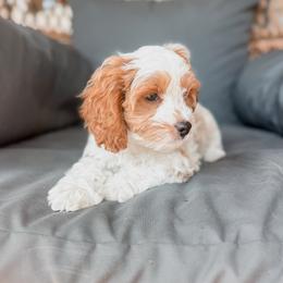 Waffle - Blenheim male Cavapoo puppy in Mayo, Florida from Kingston’s Cavaliers