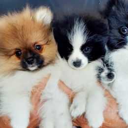 Pomeranians from Pom Coast Pomeranians