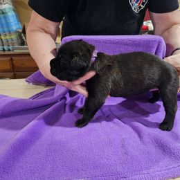 Girl 2 - Black brindle female Cane Corso puppy in Winchester, Virginia from Paladin's Cane Corsos