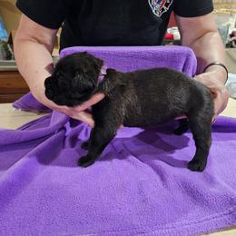 Girl 2 - Black brindle female Cane Corso puppy in Winchester, Virginia from Paladin's Cane Corsos