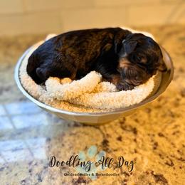 Teal girl - Phantom female Bernedoodle puppy in Valdese, North Carolina from Doodling All Day Goldendoodles