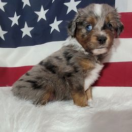 Boxer and Toy Australian Shepherd Puppies from LJK Boxers & Toy Aussies