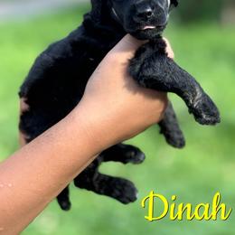 Dinah - Phantom female Poodle puppy in Independence, Kansas from Malone Standard Poodles
