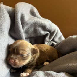 Wren - Chocolate sable female Havanese puppy in Starr, South Carolina from Home with Havanese
