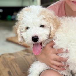 Sherbet - White male Sheepadoodle puppy in Wharton, Texas from Little Fur Friends