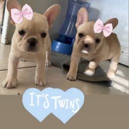 French Bulldog Puppies from MaFrenchiesBadandBoujee