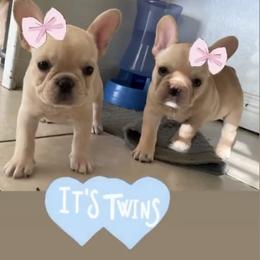 French Bulldog Puppies from MaFrenchiesBadandBoujee
