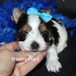 AKC Juniper - Black tan and white male Biewer Terrier puppy in Kennesaw, Georgia from Dreamy Pups
