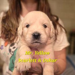 Mr. Yellow - Light golden male Golden Retriever puppy in Waynesburg, Ohio from Avalon English Retrievers