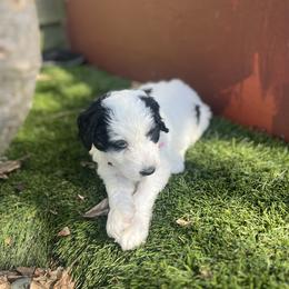 Bernedoodle Puppies from SoCal Bernedoodles