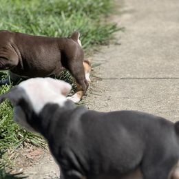 Olde English Bulldogge Puppies from Mule Pool Olde English Bulldogges