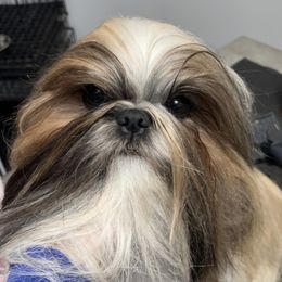 Rico - Shih Tzu