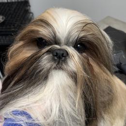 Rico - Shih Tzu