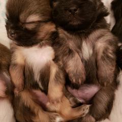 Tibetan Spaniel Puppies from Trillium Tibetan Spaniels