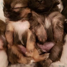 Tibetan Spaniel Puppies from Trillium Tibetan Spaniels