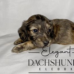 Rhapsody - Cream Dachshund puppy in Washington, North Carolina from Elegant Dachshunds-Eledox