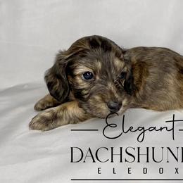 Rhapsody - Cream Dachshund puppy in Washington, North Carolina from Elegant Dachshunds-Eledox