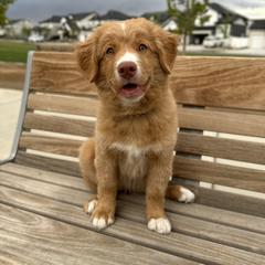 Nova Scotia Duck Tolling Retriever Puppies from Terracotta Tollers
