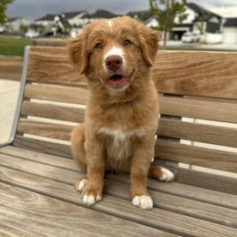 Nova Scotia Duck Tolling Retriever Puppies from Terracotta Tollers