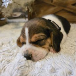 Coal - Black white and tan male Beagle puppy in Bethany, Missouri from Fox Creek Beagles