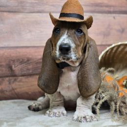 Elroy (Black) - Mahogany and white male Basset Hound puppy in Lebanon, Ohio from Lady Mae Bassets