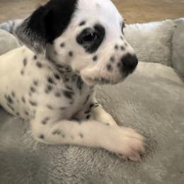 Joe Jonas - White and black male Dalmatian puppy in Fort Cavasos, Texas from Mainstreet Dalmation