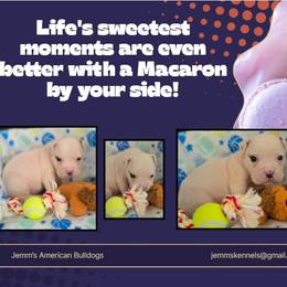Macaron - White male American Bulldog puppy in Three Rivers, Michigan from Jemms Kennels