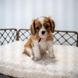Jett (AKC) - Blenheim male Cavalier King Charles Spaniel puppy in Seymour, Missouri from Country View Cavaliers