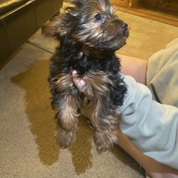Yorkshire Terrier Puppies from Cutest AKC AZ Yorkies